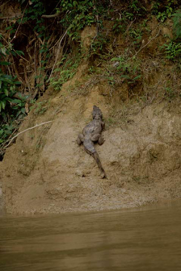 Caiman on the Bank of the Los Amiguillos River by Sam Abell at Les Yeux du Monde Gallery