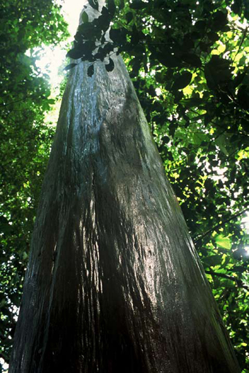 Capirona Tree, Los Amigos Lowland Forest by Sam Abell at Les Yeux du Monde Gallery