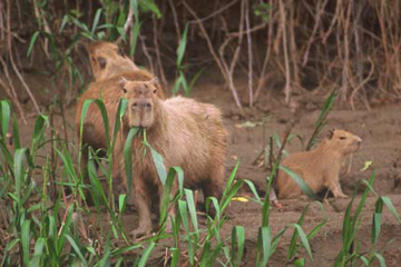 Family of Capybaras along the Madre de Dios River by Sam Abell at Les Yeux du Monde Gallery