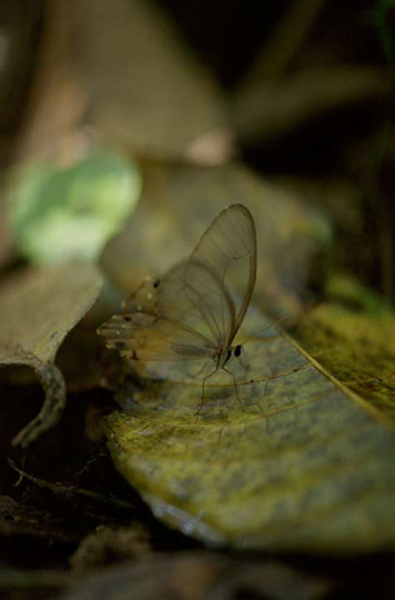 A Clear-Winged Butterfly on the Floor of the Rainforest by Sam Abell at Les Yeux du Monde Gallery