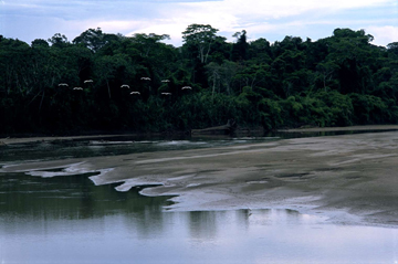 Great Egrets over the Madre de Dios River by Sam Abell at Les Yeux du Monde Gallery