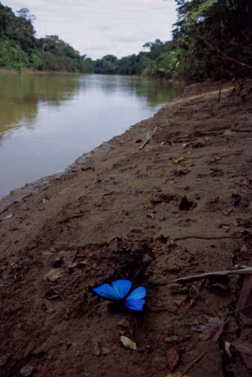 A Morpho Butterfly Feeds, Los Amigos River by Sam Abell at Les Yeux du Monde Gallery