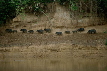 An Extended Family of White-Lipped Peccaries, Heath River by Sam Abell at Les Yeux du Monde Gallery