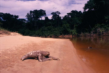 A Female Sloth and Baby at the Asunta River, Bolivia by Sam Abell at Les Yeux du Monde Gallery