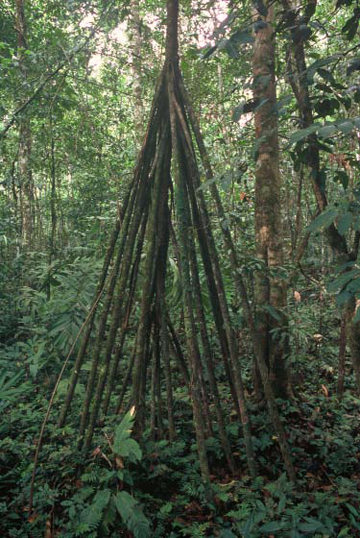 Stilt Roots of a Walking Palm, Los Amigos Lowland Forest by Sam Abell at Les Yeux du Monde Gallery