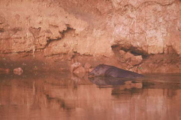 Tapir in the Heath River by Sam Abell at Les Yeux du Monde Gallery