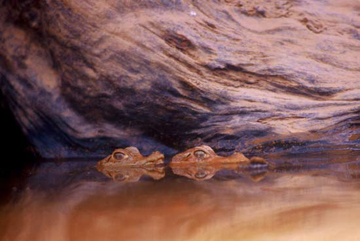 Two Juvenile Caimans, Los Amigos River by Sam Abell at Les Yeux du Monde Gallery