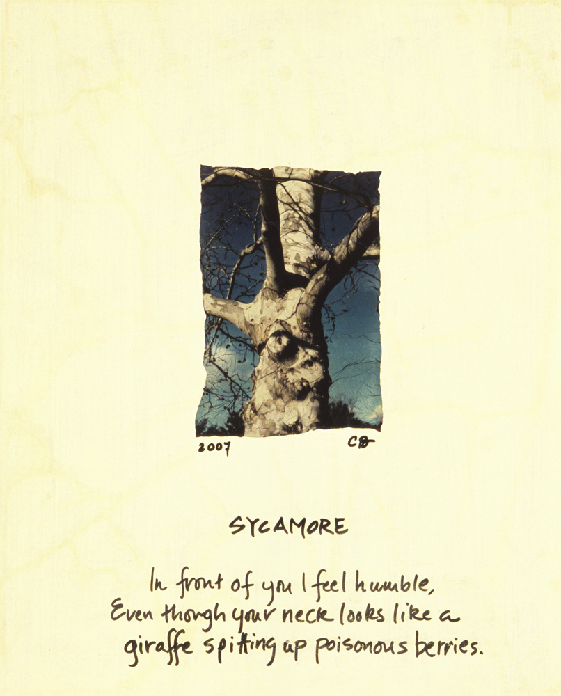 Sycamore