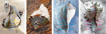 Leavings | Seasons by Anne Chesnut