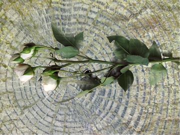 RoseWOOD by Anne Chesnut at Les Yeux du Monde Art Gallery