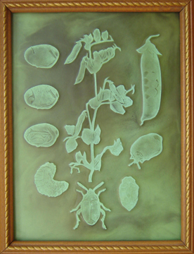 Beetle Life Cycle