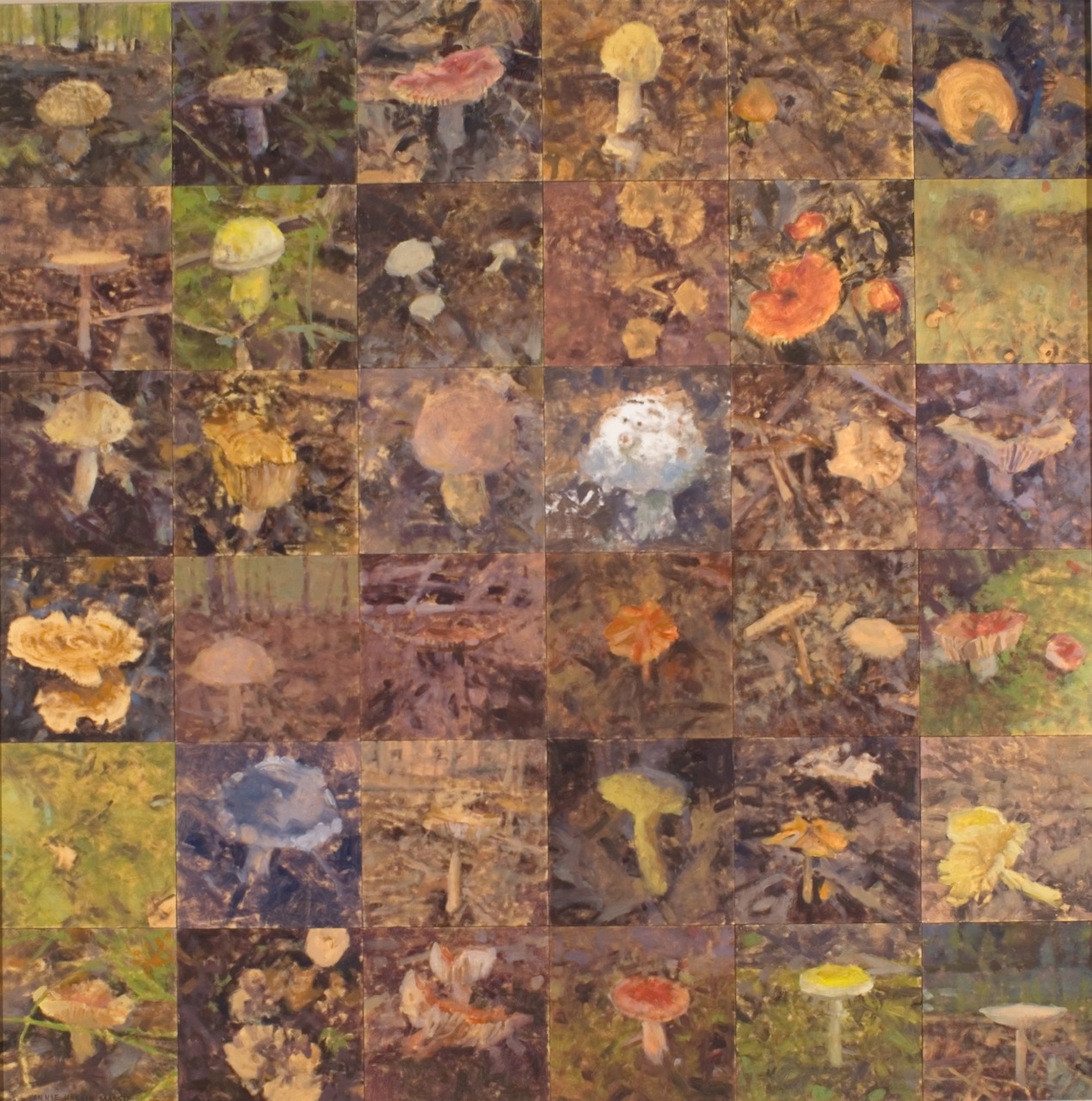 Thirty-four Mushrooms and Two Mosses by Anne Harris Massie at Les Yeux du Monde Art Gallery