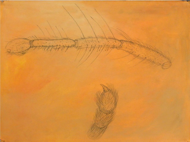 Napoleon's Collection Orange by Elizabeth Schoyer at Les Yeux du Monde Art Gallery