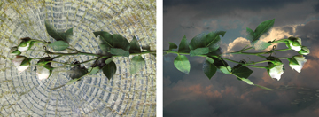 RoseWOOD, RoseWATER by Anne Chesnut at Les Yeux du Monde