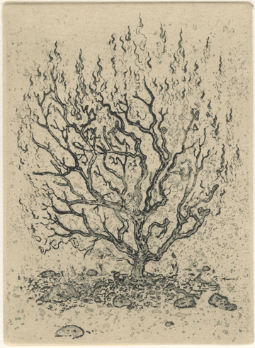 Burning Bush by Clay Witt at Les Yeux du Monde