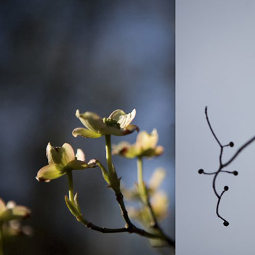 Dogwoods by Stacey Evans at Les Yeux du Monde Gallery