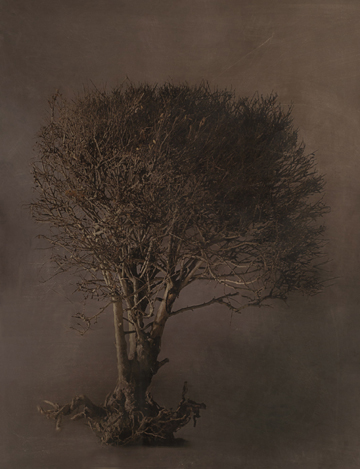 Boxwood by Diane Hughes at Les Yeux du Monde Gallery
